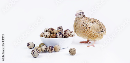 Quail eggs in a plate on a white background