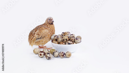 Quail eggs in a plate on a white background
