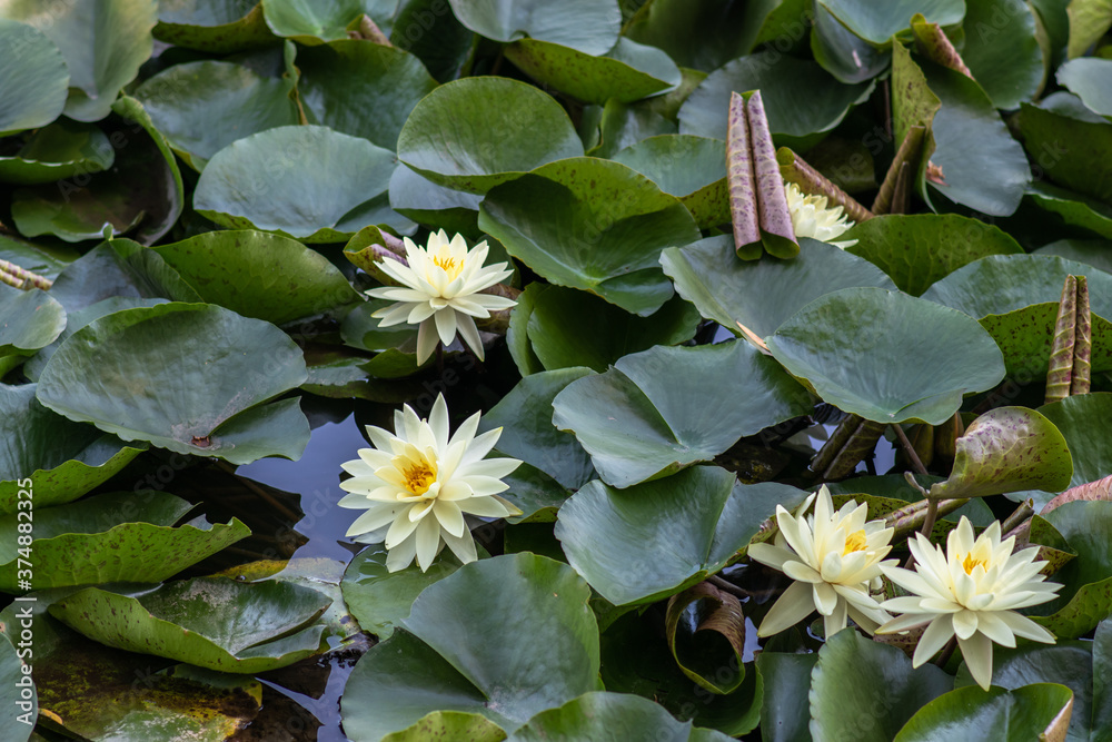 Nymphaea alba flower, commonly called water lily or water lily Nymphaea alba flower, commonly called water lily or water lily