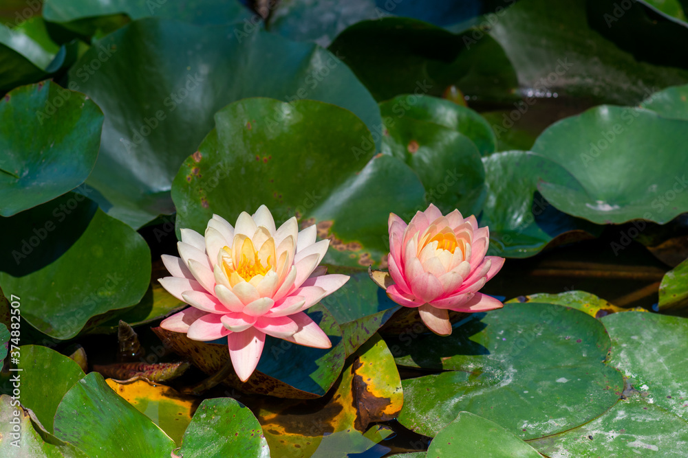 Nymphaea alba flower, commonly called water lily or water lily Nymphaea alba flower, commonly called water lily or water lily