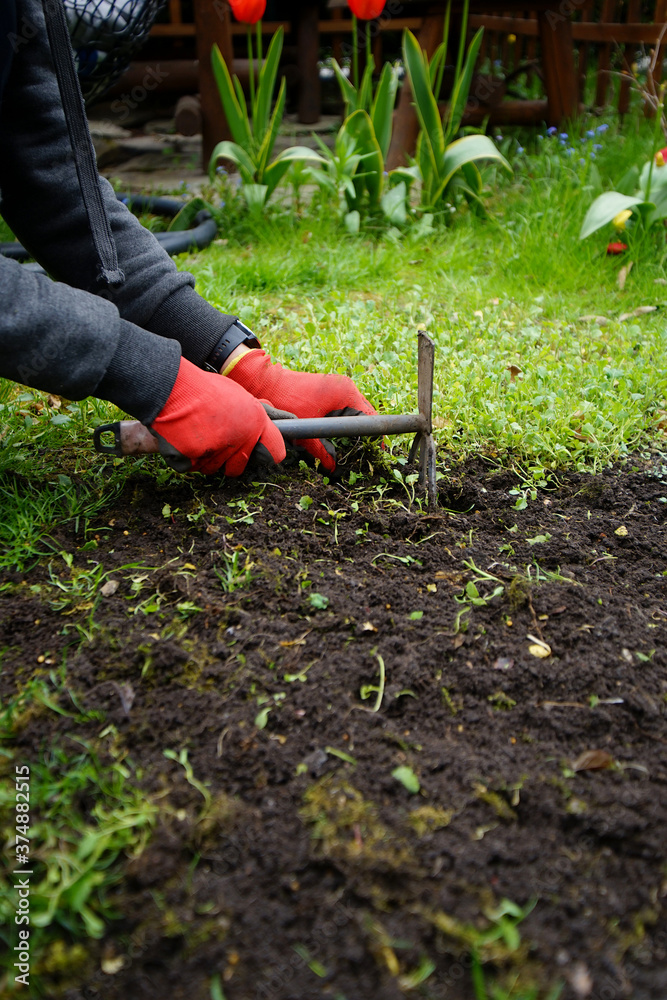 Fototapeta premium weeding in the garden with a small hoe