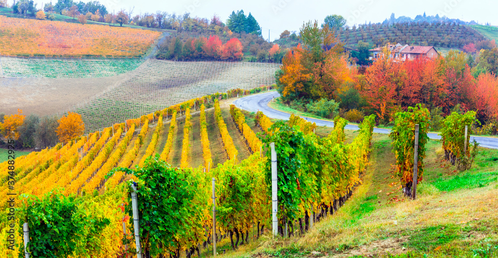 beauty in nature - autumn countryside with rows of colorful vineyards in Piedmont, famous wine region of Italy