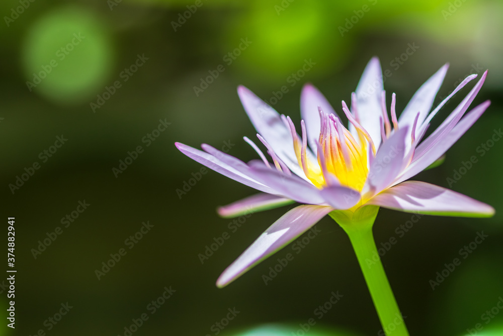Beautiful pink water lilies, pink water lilies with leaves blurred background Beautiful pink water lilies, pink water lilies with leaves blurred background
