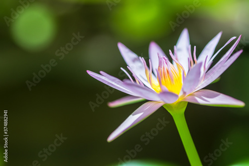 Beautiful pink water lilies  pink water lilies with leaves blurred background