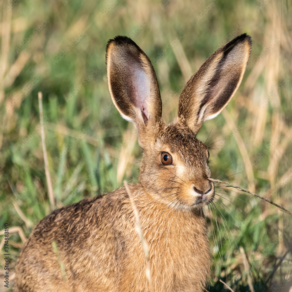 Fototapeta premium Hase