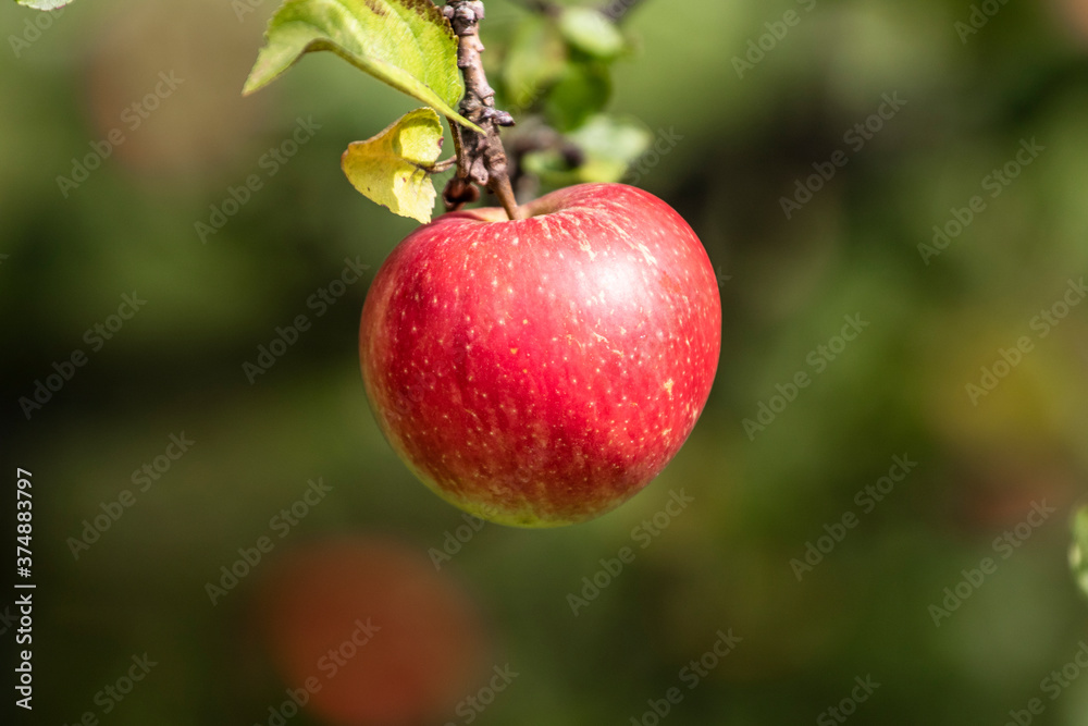 Organic apple on the branch. Bio healthy apple food in the summer. Red apple with leaves in the garden. Organic apple on the branch. Bio healthy apple food in the summer. Red apple with leaves in the garden.