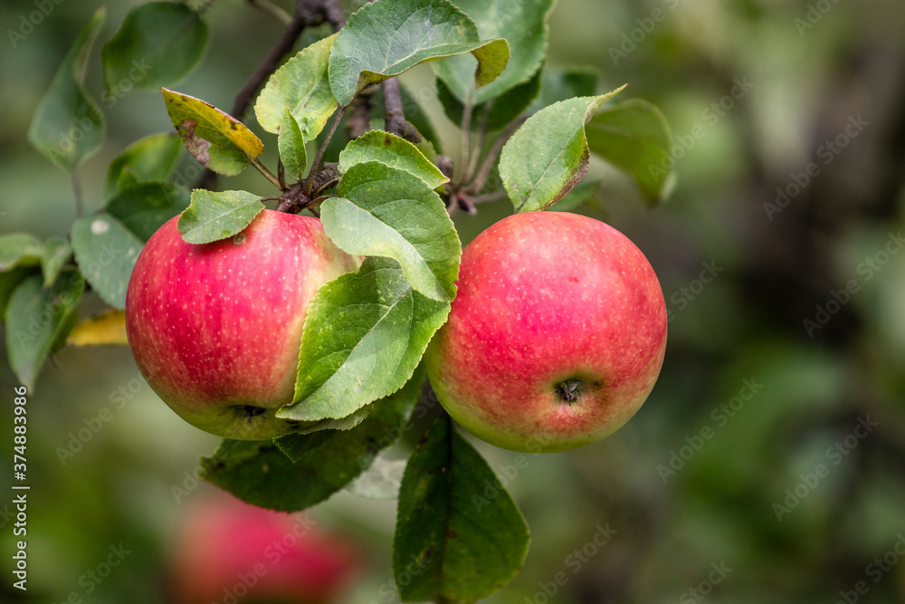 Organic apples on the branch. Bio healthy apples food in the summer. Red apples with leaves in the garden. Organic apples on the branch. Bio healthy apples food in the summer. Red apples with leaves in the garden.