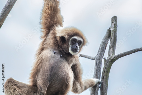 Gibbon monkey belong to the group of lesser apes. Gibbons live in subtropical and tropical rainforest from eastern Bangladesh to Northeast India to southern China and Indonesia