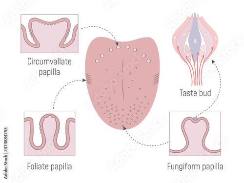 Lingual Gustatory Papillae and Taste Buds Anatomy photo