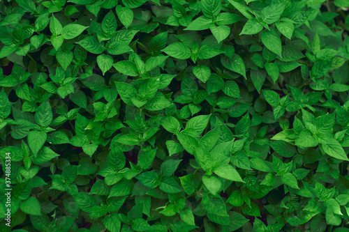 green leaf pattern for wallpaper or background magazine