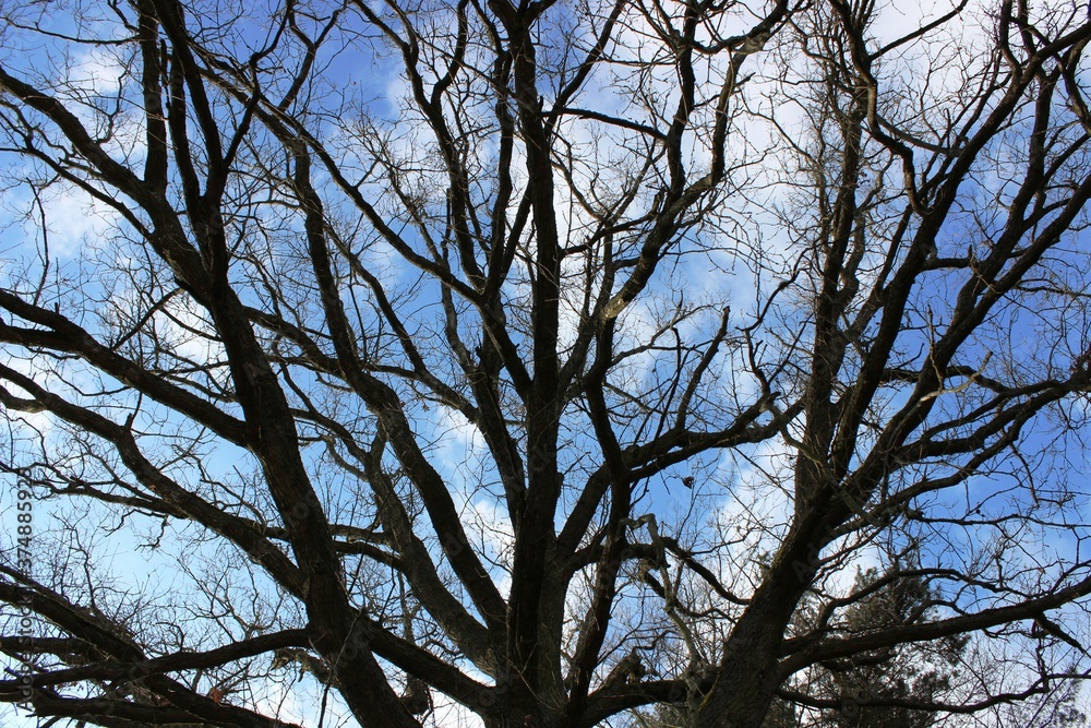 Obraz premium Im Wald