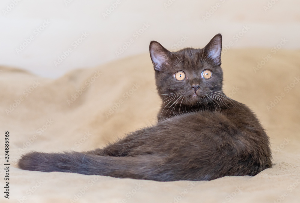 Fototapeta premium Cute british shorthair kitten Selective soft focus