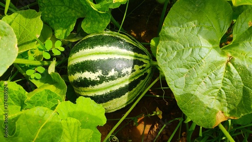 Fotografia Unripe muskmelon in the field