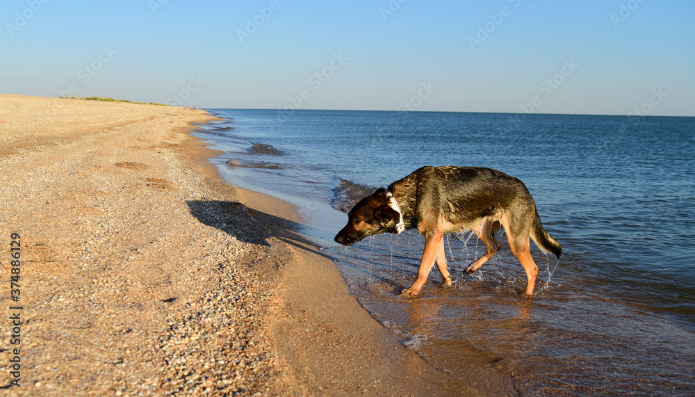 a brown dog comes out of the sea and shakes its fur from the water. sea holidays for quadrupeds a brown dog comes out of the sea and shakes its fur from the water. sea holidays for quadrupeds