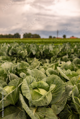 Cabbage field in a sunset light. Beautiful vivid agriculture field in rural area in Austria