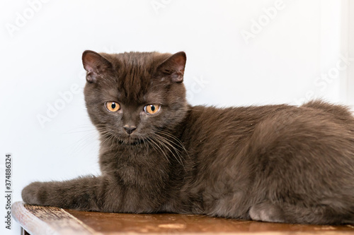 Cute british shorthair kitten Selective soft focus