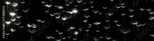 Panoramic view of dandelion seeds on a black background 3D render