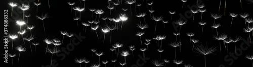Panel kuchenny z motywem Panoramic view of dandelion seeds on a black background 3D render