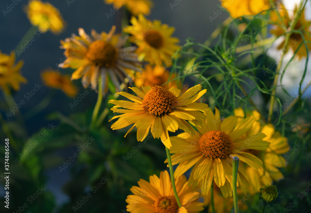 Fototapeta premium Golden yellow chamomile petals or doronikum with selective focus.