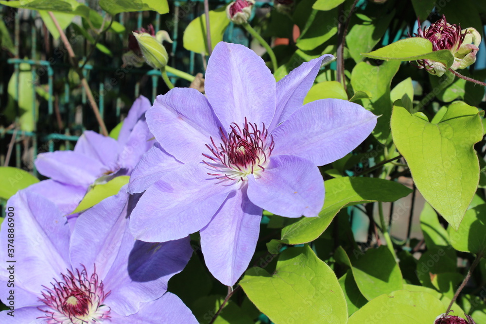 Large blue clematis flowers and green leaves, Large blue clematis flowers and green leaves,