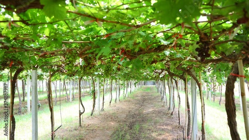 grape vines in the vineyard