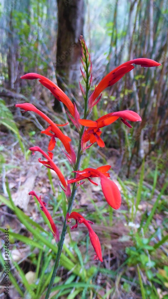 Beautiful Crimson Red Lily Flower, Wilderness, South Africa