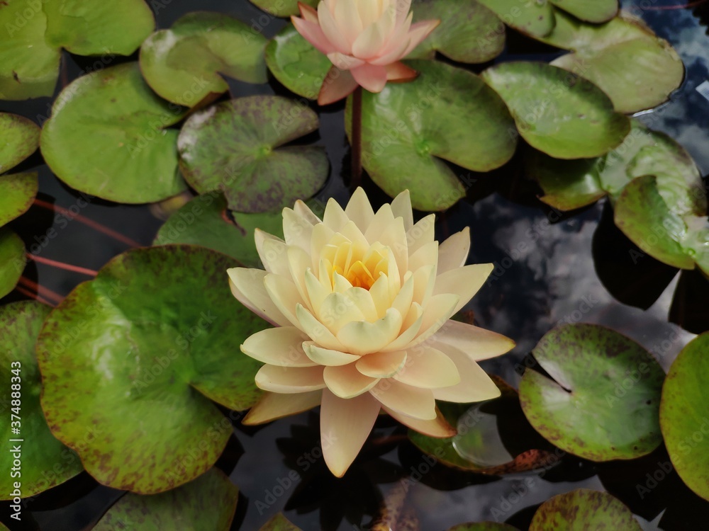 Beautiful waterlily flower, yellow lotus blooming on pond Beautiful waterlily flower, yellow lotus blooming on pond