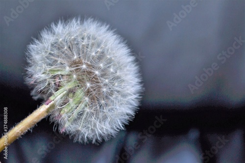 dandelion black background