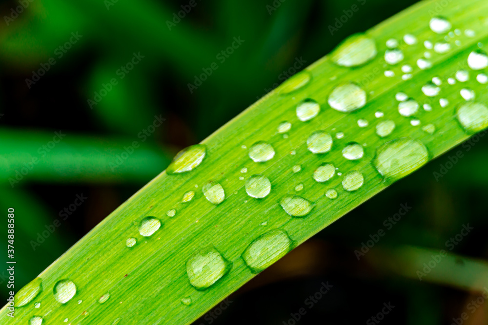 blade of grass with waterdrops on it