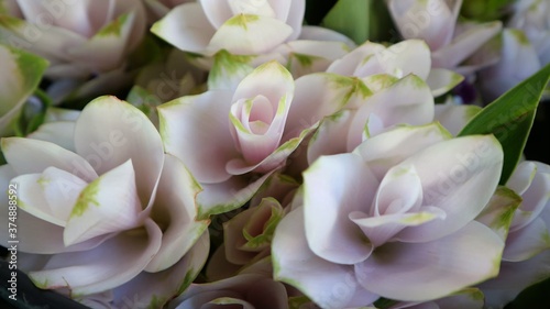 pink rose close up