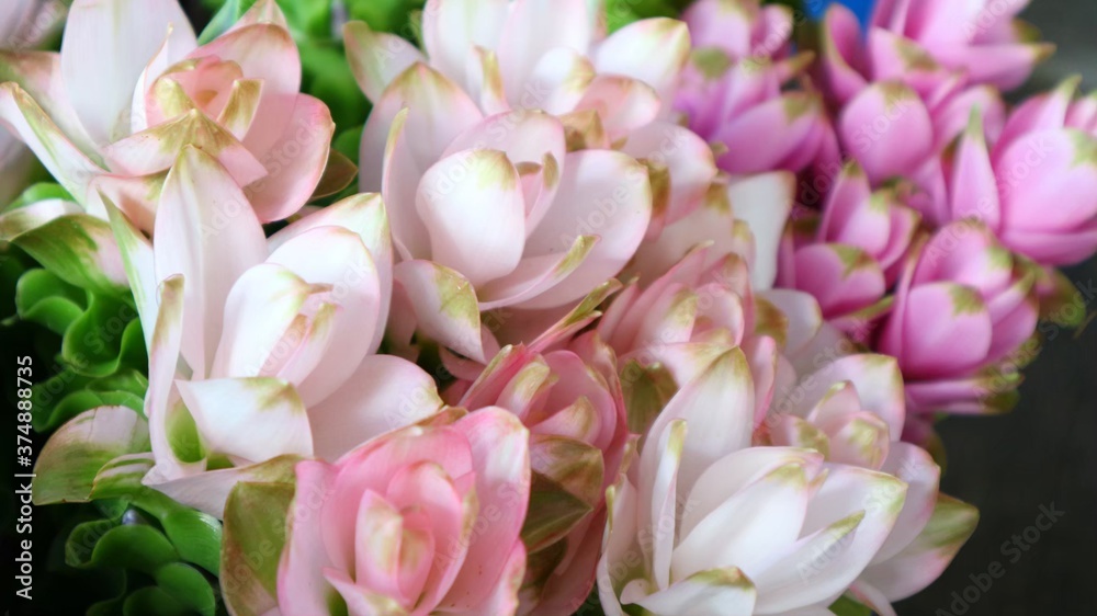 Obraz premium pink and white tulips