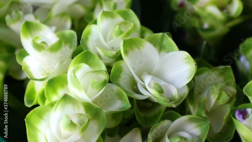 close up of white hyacinth