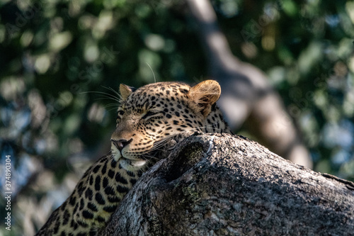 Fototapeta Naklejka Na Ścianę i Meble -  When the leopard sleep