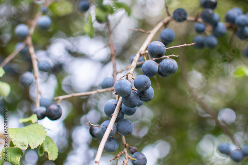 Schlehdorn / Schwarzdorn mit blauen Früchten