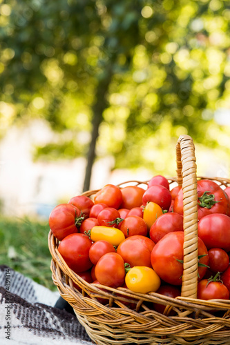 Fototapeta Naklejka Na Ścianę i Meble -  A basket with tomatoes on a blanket. Fresh organic food from the garden.
