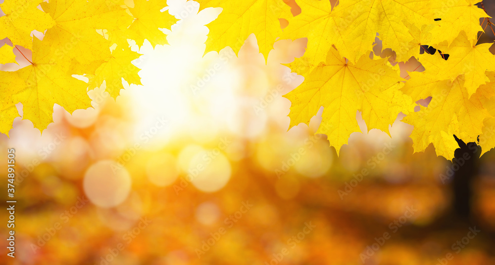 Fall blurred background. Fall blurred background.