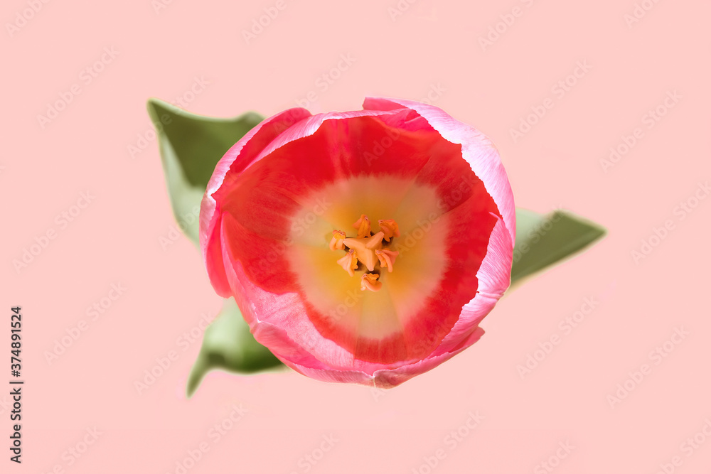 Top view of a beautiful blossomed out tulip flower on pink background Top view of a beautiful blossomed out tulip flower on pink background