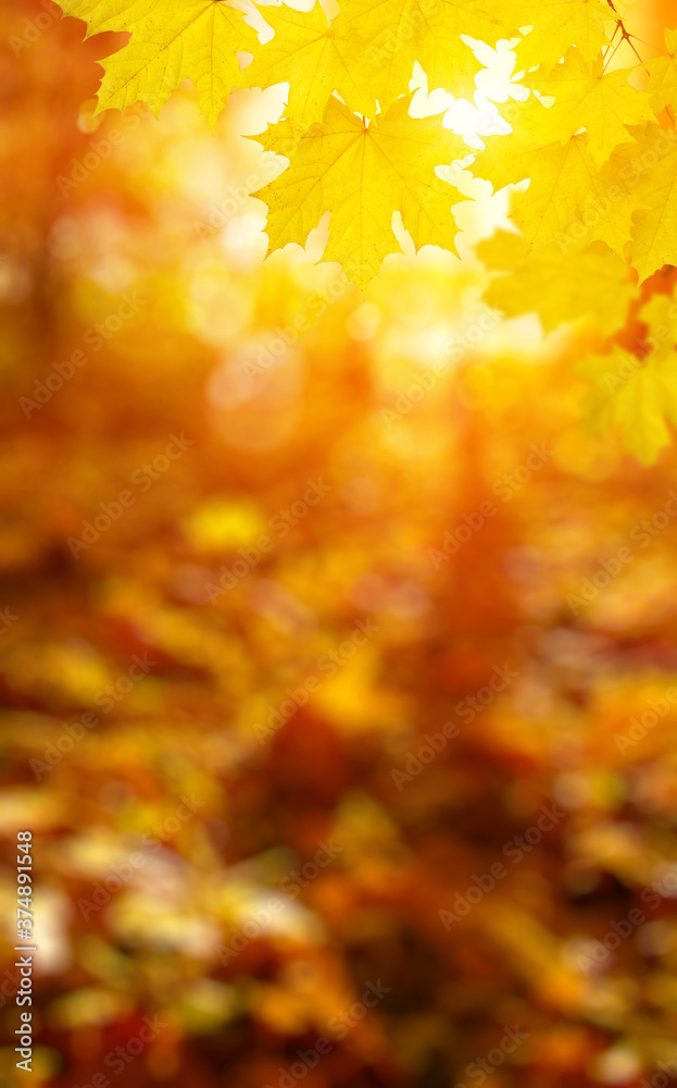 Fall blurred background. Fall blurred background.
