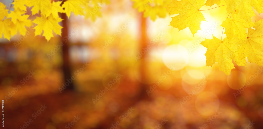 Autumn leaves on the sun and trees Autumn leaves on the sun and trees