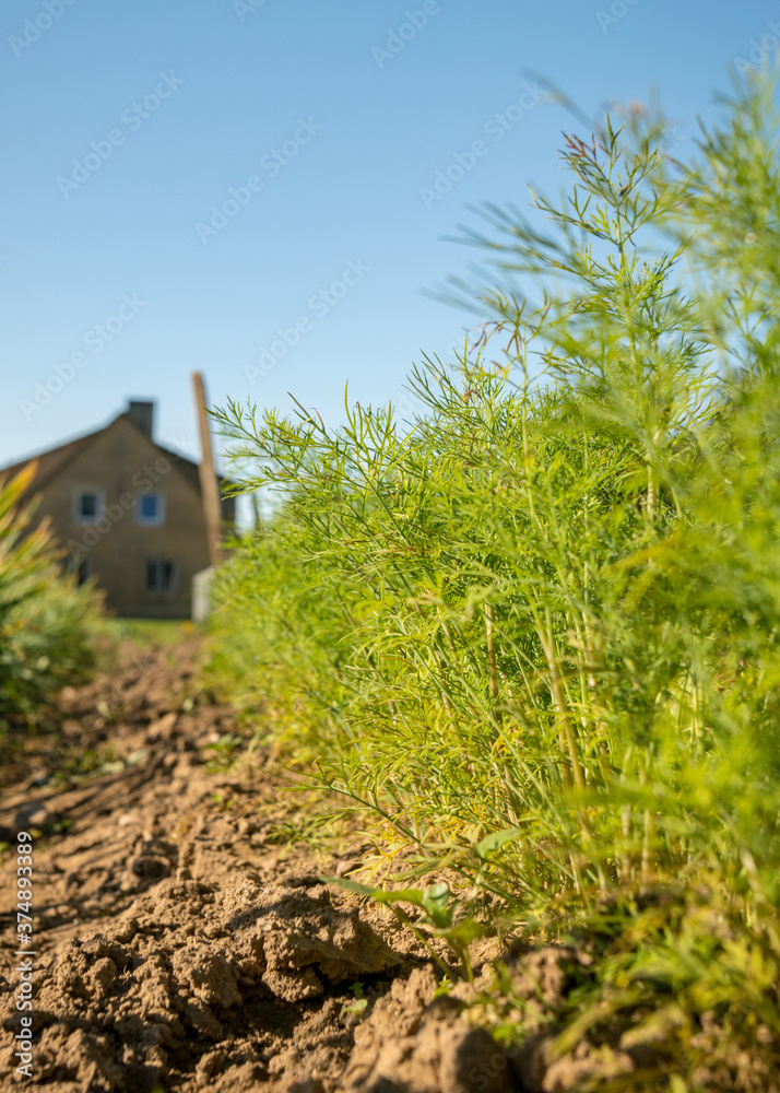 Fototapeta premium carrot leaves and land, summer view from the garden