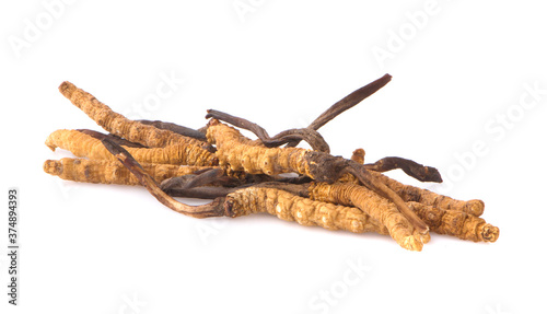 Ophiocordyceps sinensis (CHONG CAO, DONG CHONG XIA CAO) or mushroom cordyceps this is a herbs on white background.