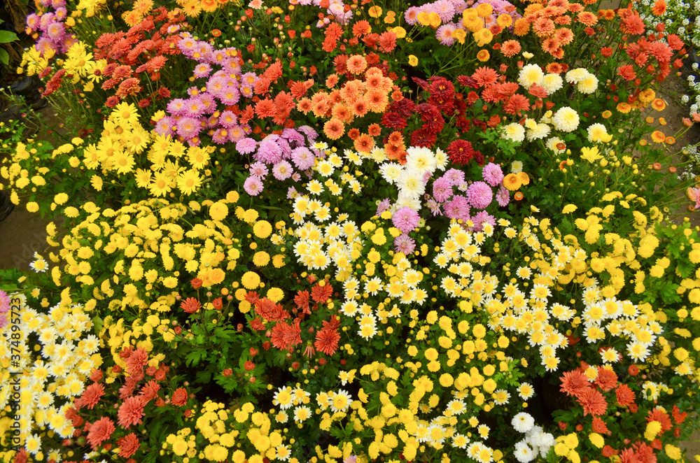 Obraz premium Colorful flower background