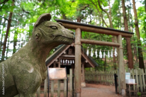 Komainu (shrine guardian dog statues) at Hotosan Jinja Shrine Okumiya at Chichibu, Saitama, Japan.  At Hotosan Jinja Shrine, It is wolf, guardian wolf statue, God's bodyguard. © dokosola