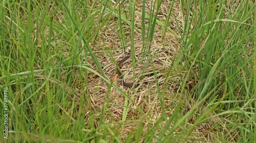 Junge Kreuzotter (Vipera berus) im Moor