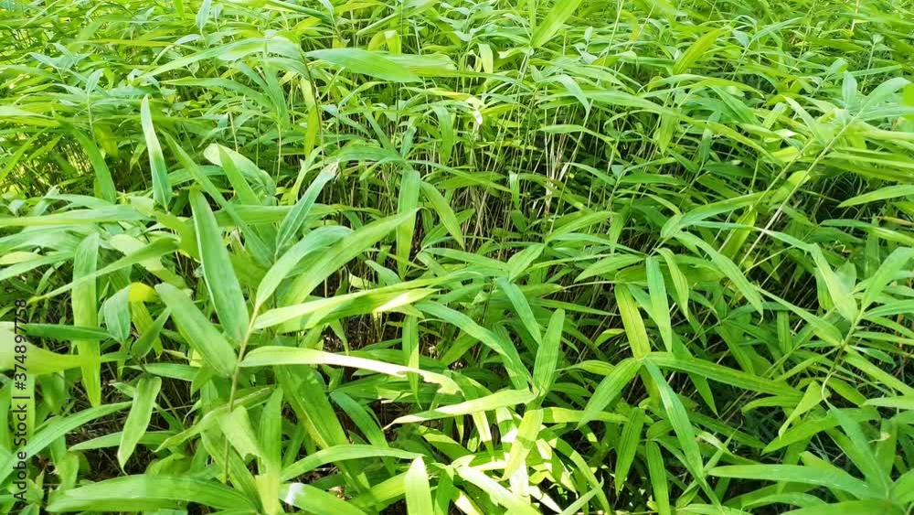 The swaying wind of the grass in the forest
