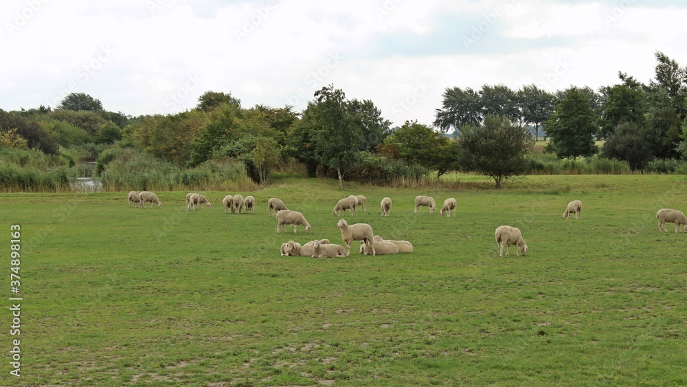 Schafe in Ostfriesland