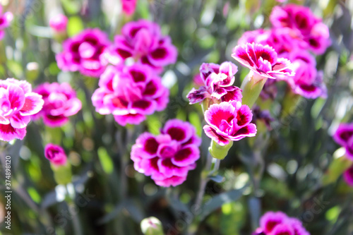 Floral background made of blooming pink garden carnation. Macro view of purple blossom bush.Small beautiful flowers.  Springtime and summer concept. Gardening  floristry. Space for text. 