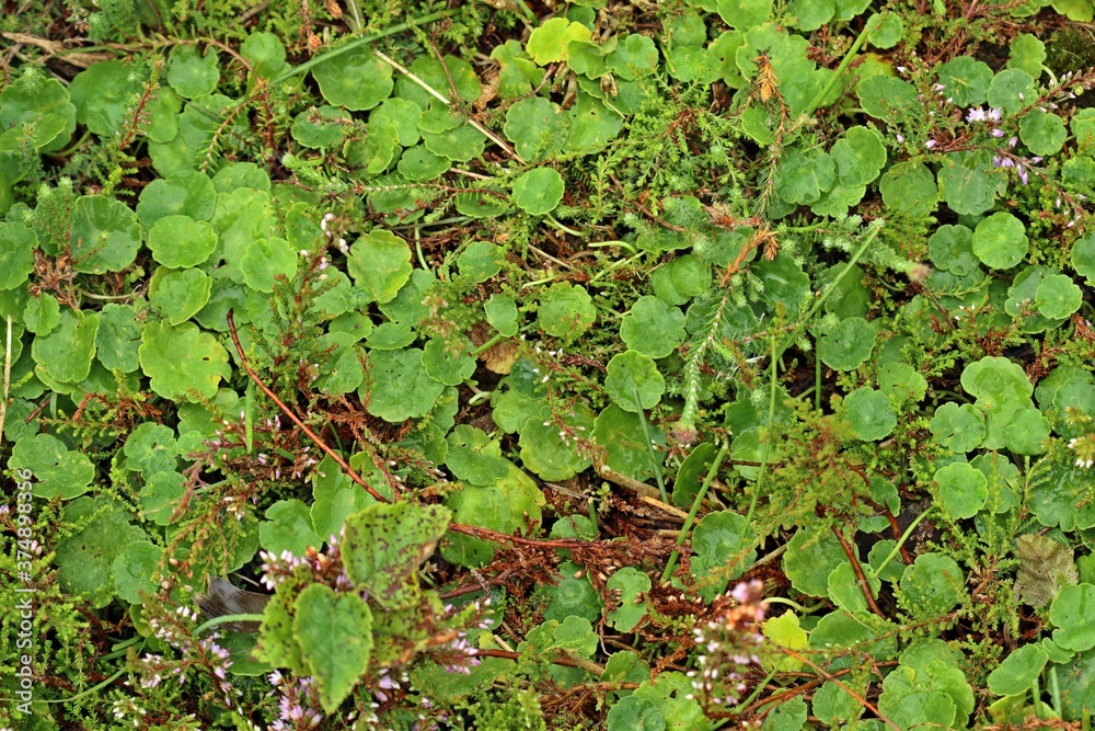Gewöhnlicher Wassernabel (Hydrocotyle vulgaris) im Hochmoor