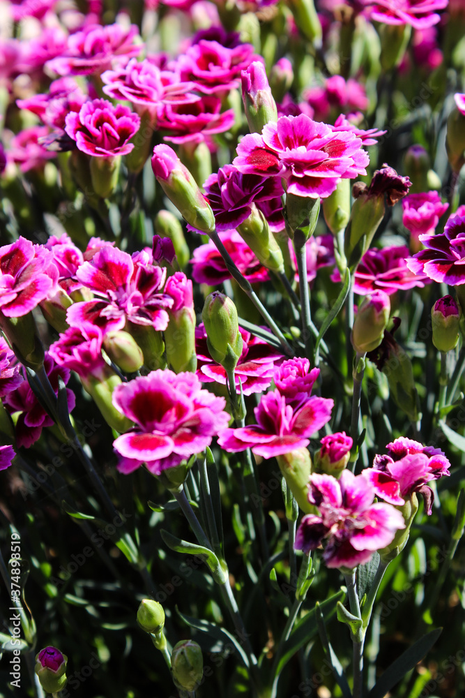 Floral background made of blooming pink garden carnation. Macro view of purple blossom bush.Small beautiful flowers. Springtime and summer concept. Gardening, floristry. Space for text. Floral background made of blooming pink garden carnation. Macro view of purple blossom bush.Small beautiful flowers. Springtime and summer concept. Gardening, floristry. Space for text.