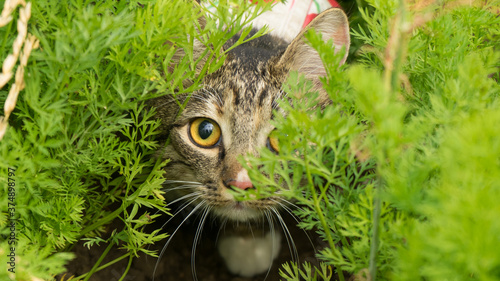 Photography loseuo funny cute grey europien shorthair cat with big yellow eyes hunting in the garden